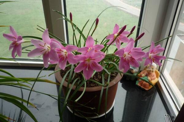 韭菜莲有毒吗，没有任何毒性可以放心养护