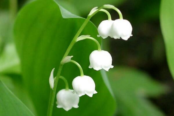铃兰花的栽培方法，5步即可完成铃兰的栽培