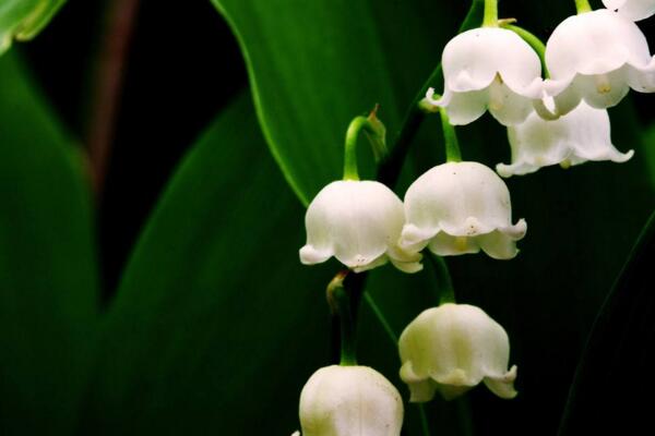 铃兰花的栽培方法，5步即可完成铃兰的栽培