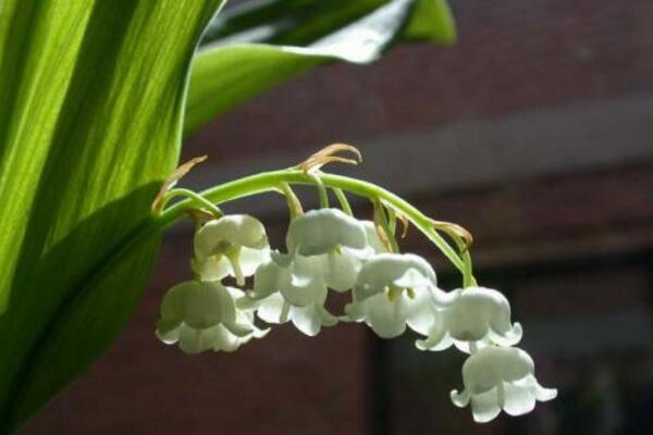 铃兰花的栽培方法，5步即可完成铃兰的栽培