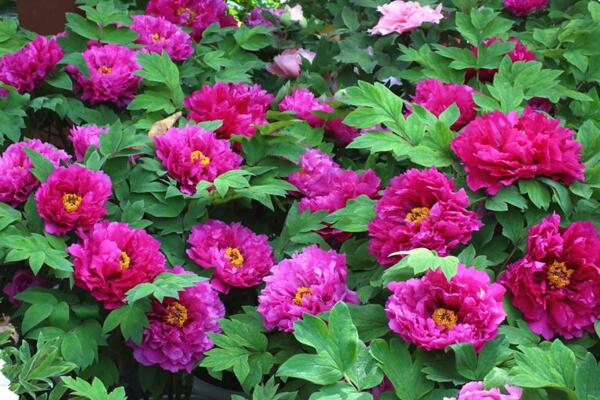 牡丹花期多长，在每年的4~5月绽放