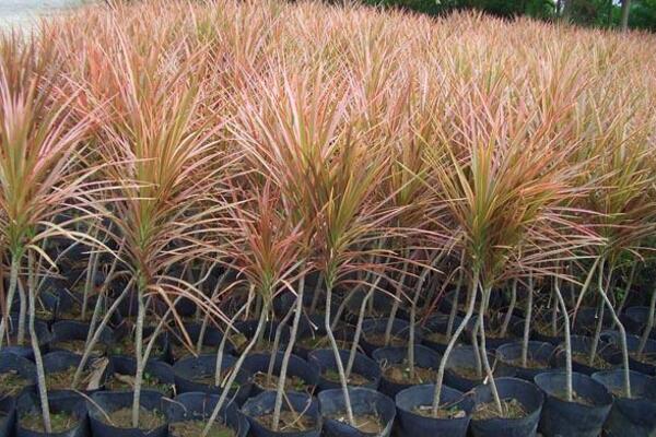 千年木有毒吗,没有任何毒性可放心养护