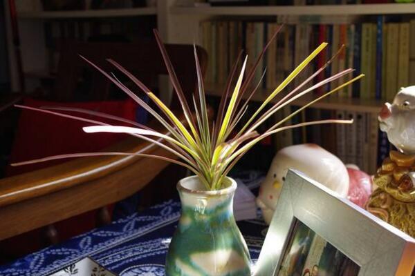 千年木有毒吗,没有任何毒性可放心养护