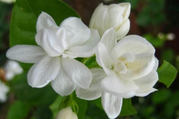 水晶茉莉叶子发黄怎么办,分析原因及时处理