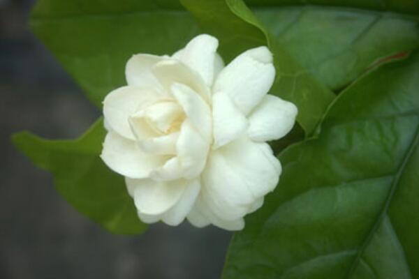 水晶茉莉叶子发黄怎么办,分析原因及时处理