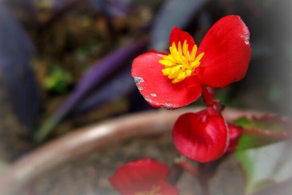 四季海棠冬天怎么养,做好以下几点植株就能顺利越冬