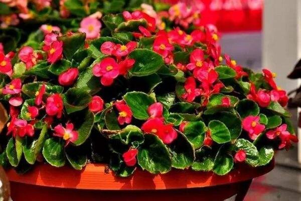 四季海棠有毒吗,没有毒性可以放在室内养护