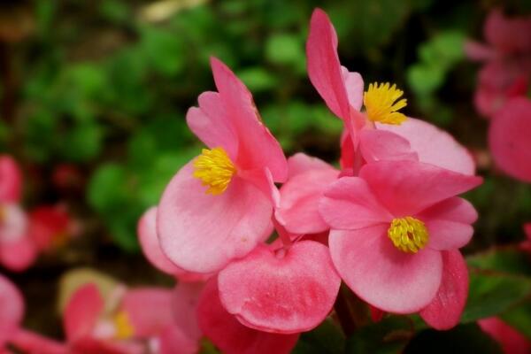 四季海棠有毒吗,没有毒性可以放在室内养护