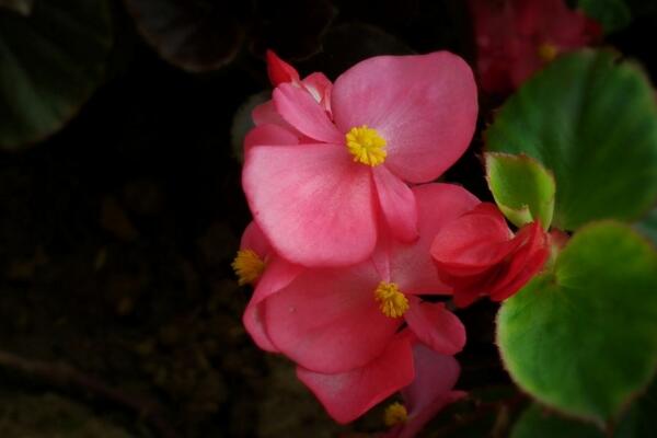 四季海棠有毒吗,没有毒性可以放在室内养护