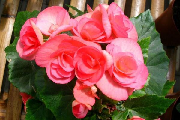 四季海棠有毒吗,没有毒性可以放在室内养护