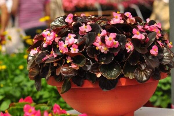 四季海棠有毒吗,没有毒性可以放在室内养护