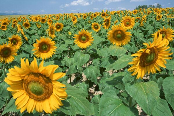 太阳花冬天怎么养,太阳花冬季养殖4大要点
