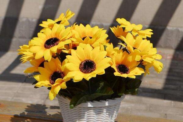 太阳花冬天怎么养,太阳花冬季养殖4大要点