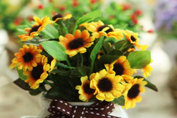 太阳花冬天怎么养,太阳花冬季养殖4大要点