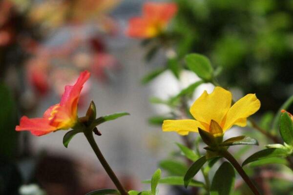 太阳花为什么不开花，可能是因为光照、养分不足导致