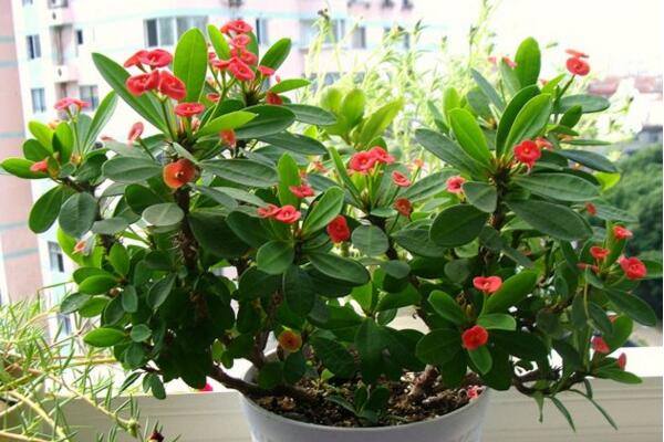 铁海棠怎么养，铁海棠日常养护5大要点