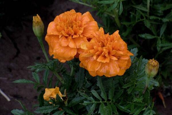 万寿菊种植方法,春秋季种植成活率最高