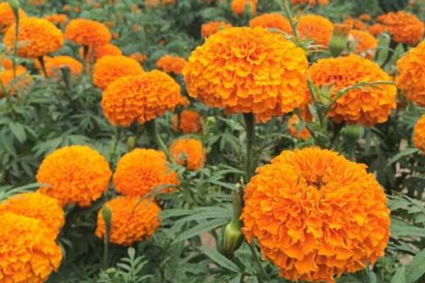 万寿菊种植方法,春秋季种植成活率最高