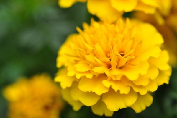 万寿菊种植方法,春秋季种植成活率最高