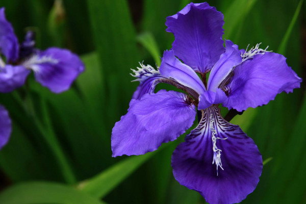 扁竹兰和鸢尾的区别,通过以下5点对它们进行区分