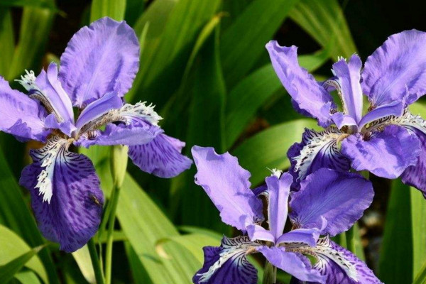 扁竹兰和鸢尾的区别,通过以下5点对它们进行区分