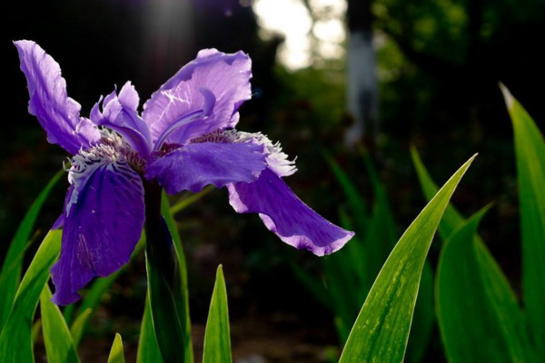 扁竹兰和鸢尾的区别,通过以下5点对它们进行区分