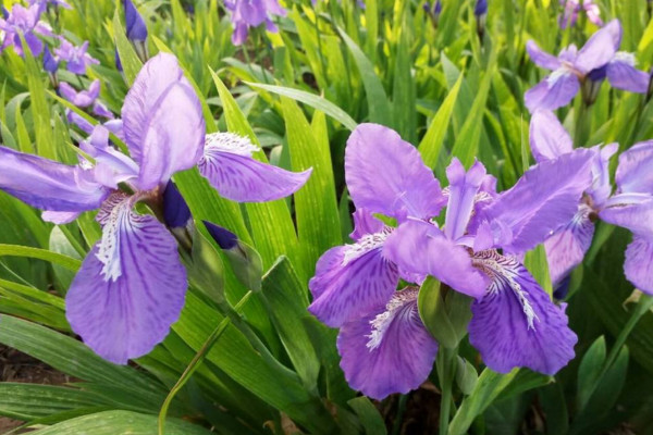 扁竹兰和鸢尾的区别,通过以下5点对它们进行区分