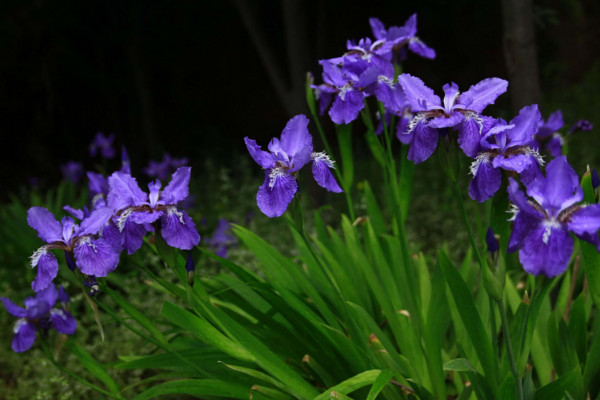 扁竹兰和鸢尾的区别,通过以下5点对它们进行区分