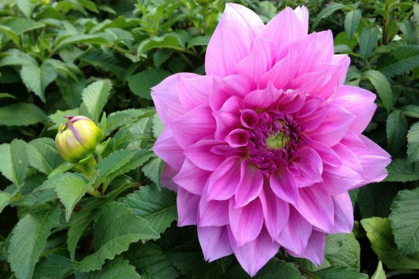 盆栽大丽花的养殖方法，大丽花日常养护5大要点