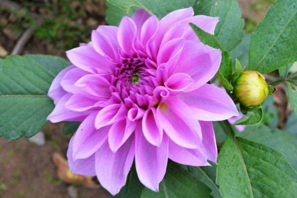 盆栽大丽花的养殖方法，大丽花日常养护5大要点