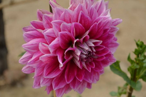 盆栽大丽花的养殖方法，大丽花日常养护5大要点