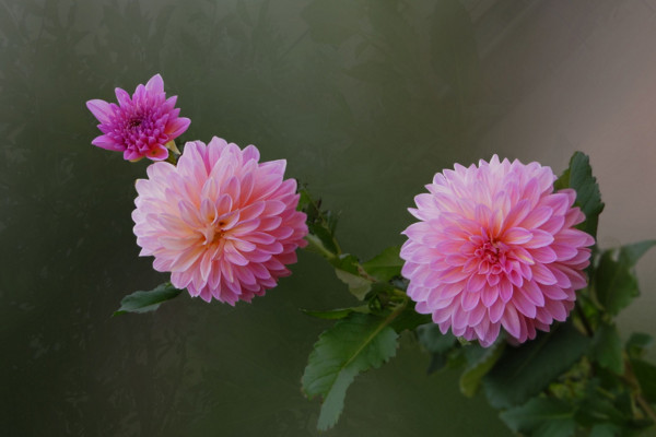 盆栽大丽花的养殖方法，大丽花日常养护5大要点