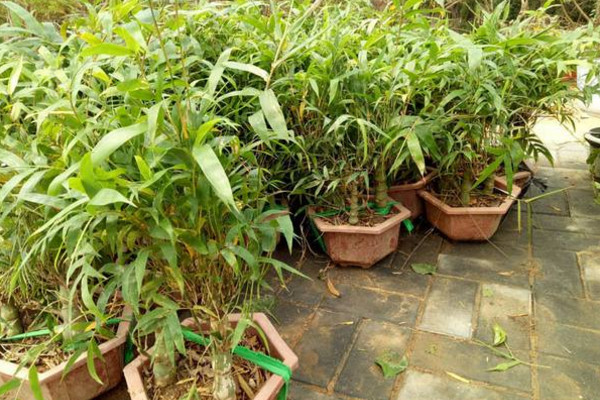 盆栽佛肚竹怎么修剪，佛肚竹修剪要点以及注意事项
