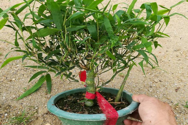 盆栽佛肚竹怎么修剪，佛肚竹修剪要点以及注意事项