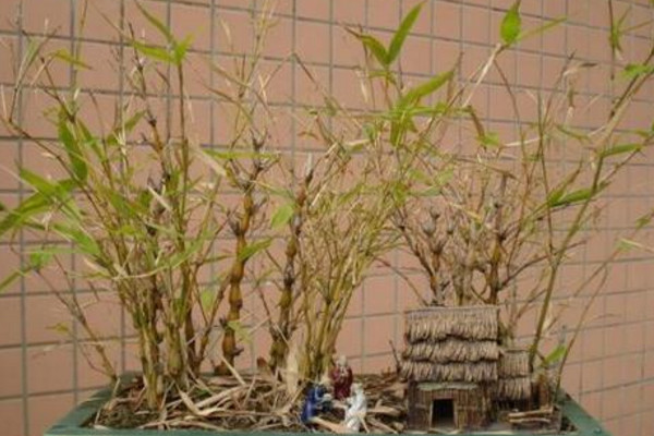 盆栽佛肚竹怎么修剪，佛肚竹修剪要点以及注意事项