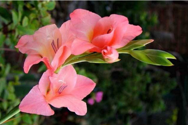 唐菖蒲的养殖方法和注意事项,做好以下要点是关键