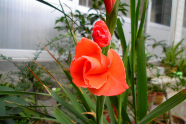 唐菖蒲的养殖方法和注意事项,做好以下要点是关键