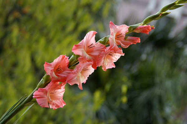 唐菖蒲的养殖方法和注意事项,做好以下要点是关键