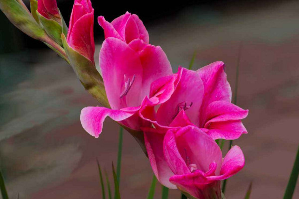 唐菖蒲的养殖方法和注意事项,做好以下要点是关键