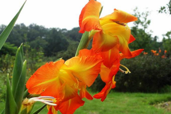 唐菖蒲的养殖方法和注意事项,做好以下要点是关键