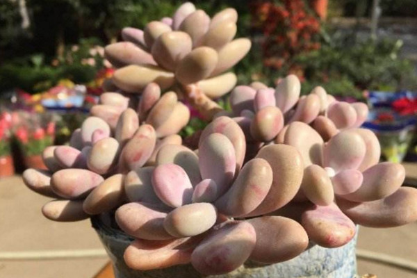 桃之卵掉叶子怎么办,控制浇水并增加光照