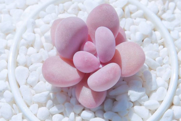 桃之卵掉叶子怎么办,控制浇水并增加光照