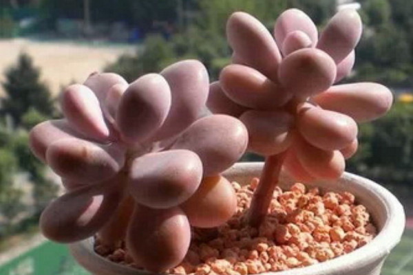 桃之卵掉叶子怎么办,控制浇水并增加光照