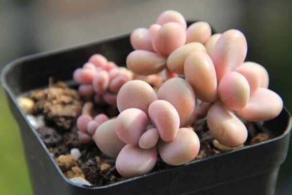 桃之卵掉叶子怎么办,控制浇水并增加光照