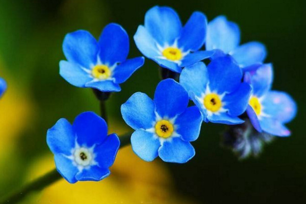 勿忘我种子怎么种,春秋季节种植成活率最高