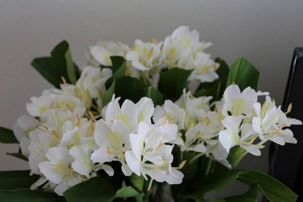 姜花有毒吗,会对少数过敏人群造成不适