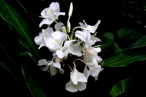 姜花有毒吗,会对少数过敏人群造成不适