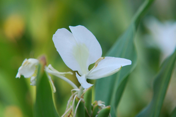 姜花有毒吗,会对少数过敏人群造成不适