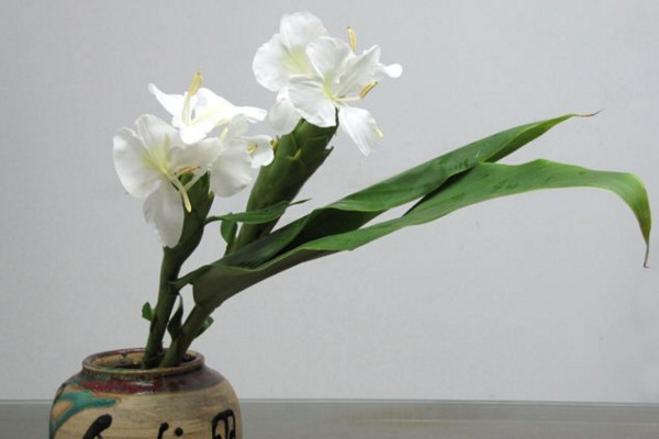 姜花有毒吗,会对少数过敏人群造成不适