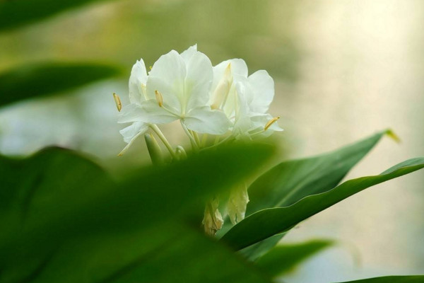 姜花有毒吗,会对少数过敏人群造成不适